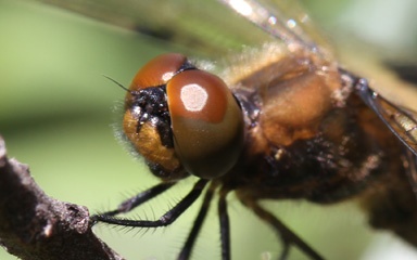 IMG_6903b.jpg